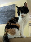 adoptable Cat in Candler, NC named zz-Callie