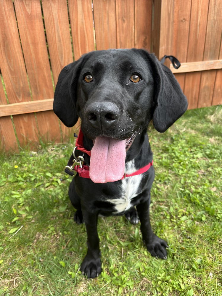 adoptable Dog in Candler, NC named Maggie