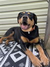 adoptable Dog in Candler, NC named Jewell