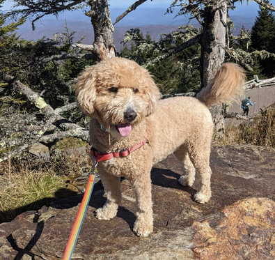 adoptable Dog in Candler, NC named Nori