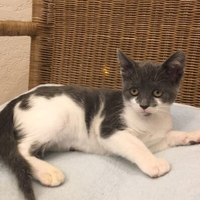 adoptable Cat in Candler, NC named Bandette