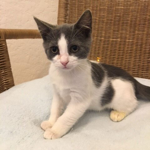 adoptable Cat in Candler, NC named Baxter