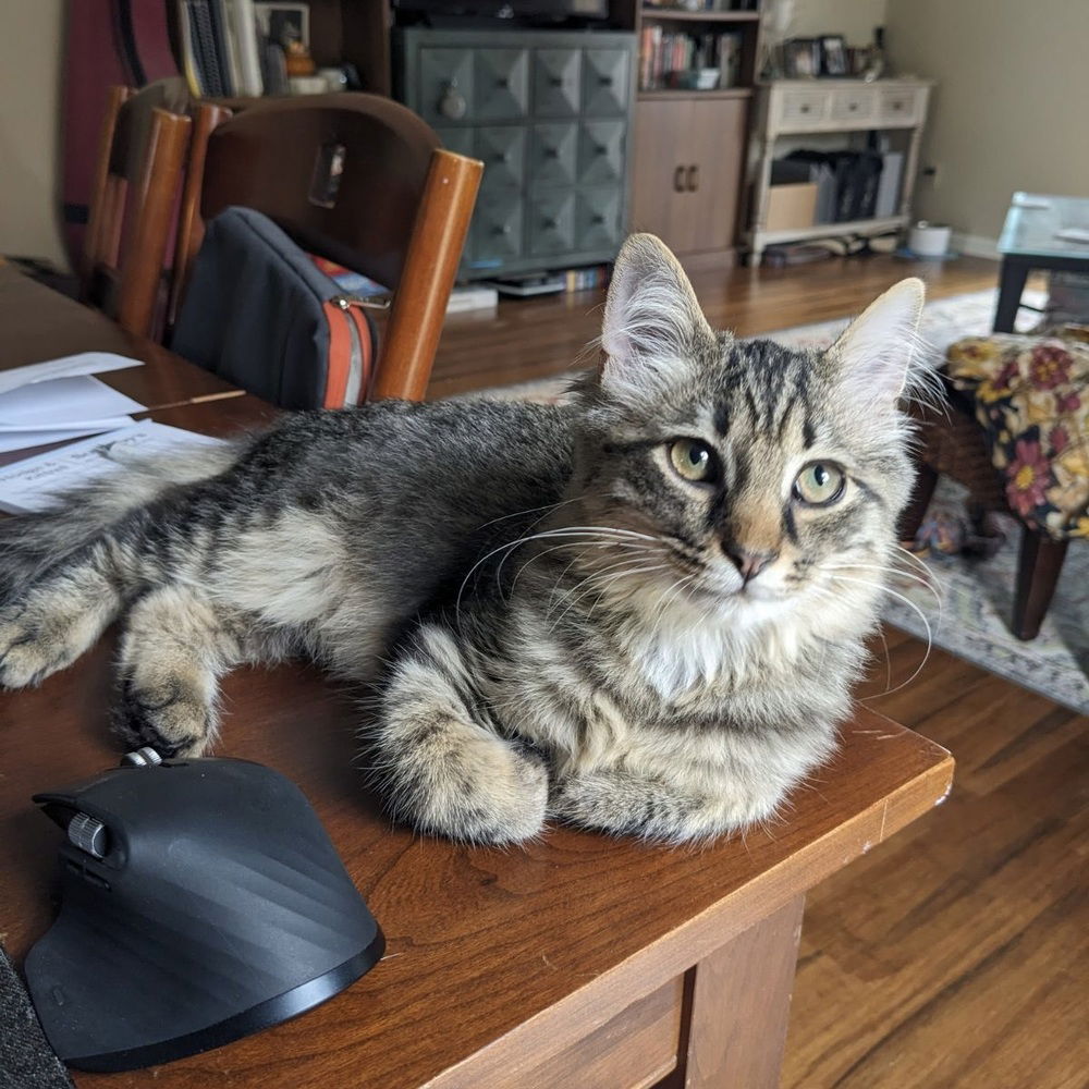 adoptable Cat in Candler, NC named Cuff