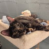 adoptable Cat in Candler, NC named Speckles