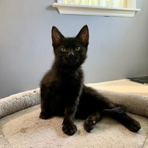 adoptable Cat in Candler, NC named Tricorn