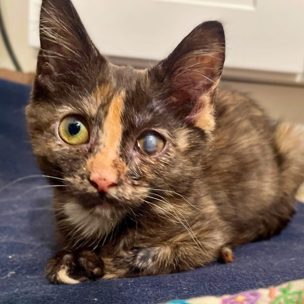 adoptable Cat in Candler, NC named Garnet