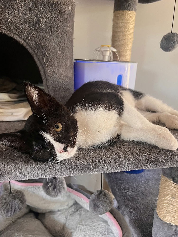 adoptable Cat in Candler, NC named One-Eyed Willy