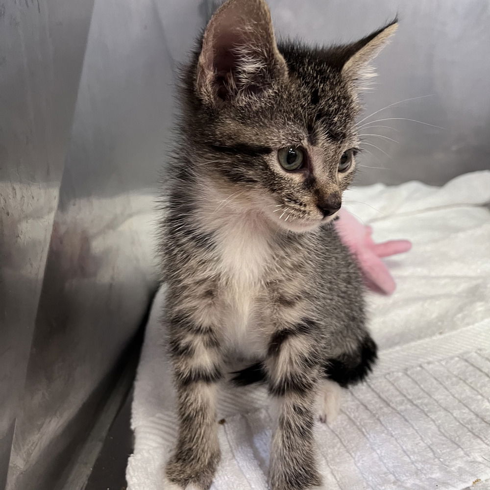 adoptable Cat in Candler, NC named Sal