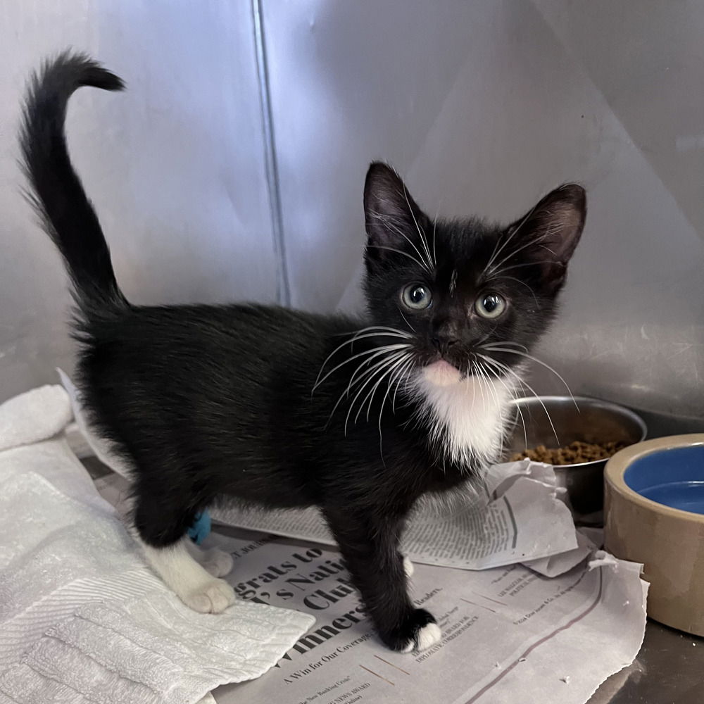 adoptable Cat in Candler, NC named Ronnie