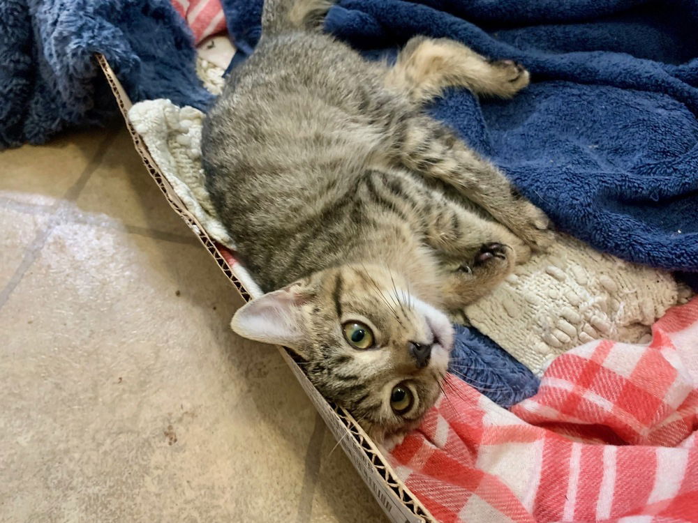 adoptable Cat in Candler, NC named Coriander