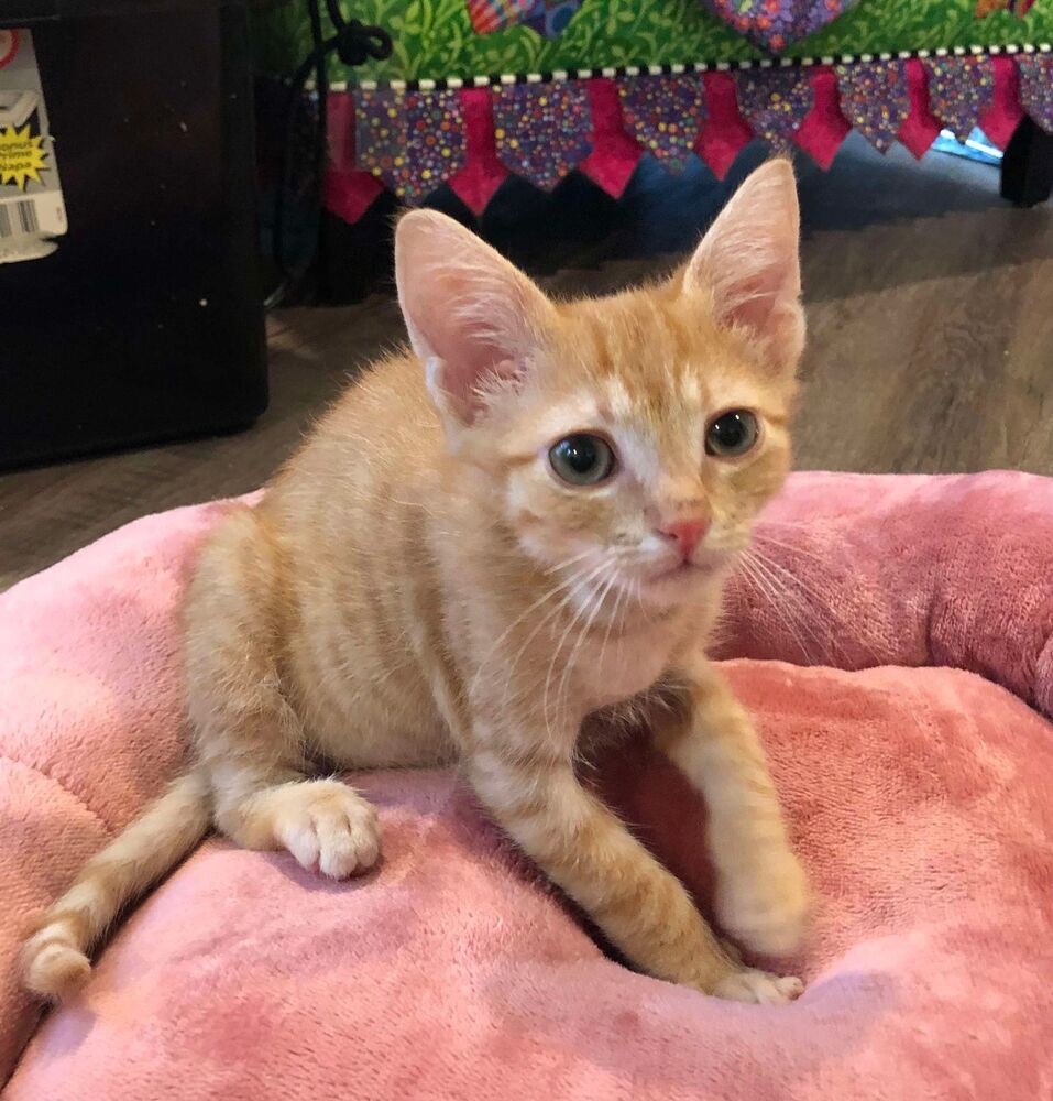 adoptable Cat in Candler, NC named Doughnut