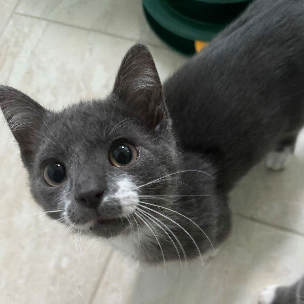 adoptable Cat in Candler, NC named Mikey