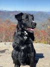 adoptable Dog in  named Bodie