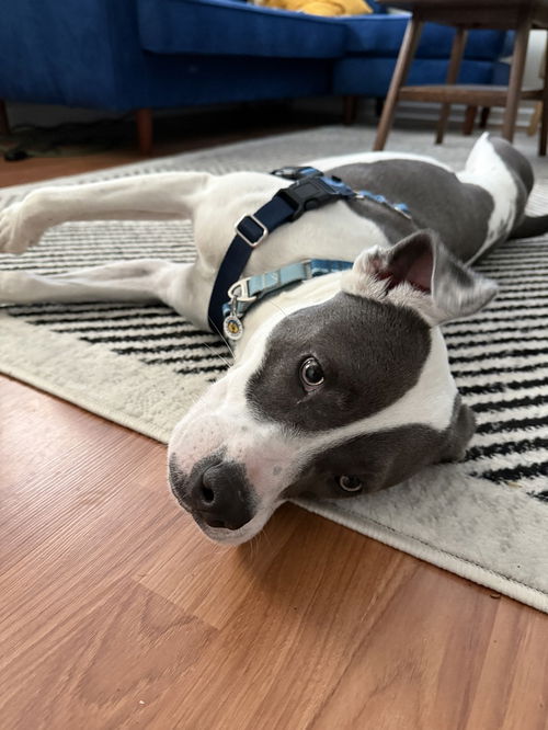 picture of the dog needing adoption