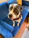 adoptable Dog in  named Cali