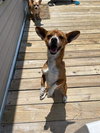 Dennis - Photo 1