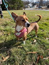 Dennis - Photo 2