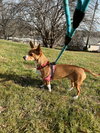 Dennis - Photo 3