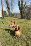 Dennis - Photo 4