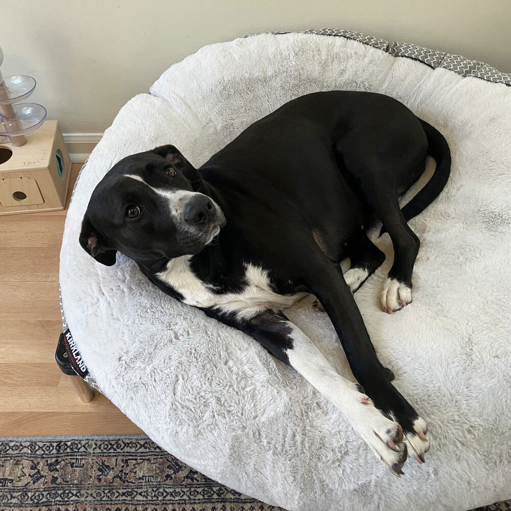 adoptable Dog in Candler, NC named Hecate (aka Hex)