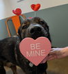 adoptable Dog in candler, NC named Rome
