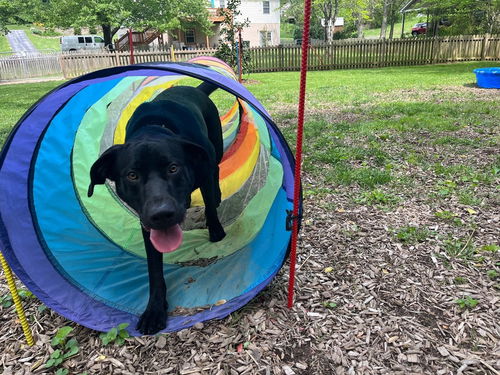 picture of the dog needing adoption