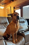 adoptable Dog in candler, NC named Red