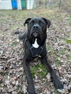 adoptable Dog in  named Coco