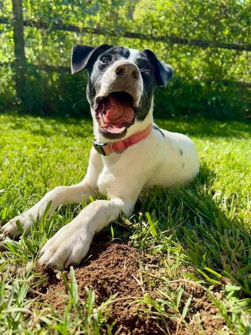 picture of the dog needing adoption