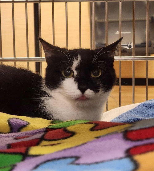picture of the cat needing adoption