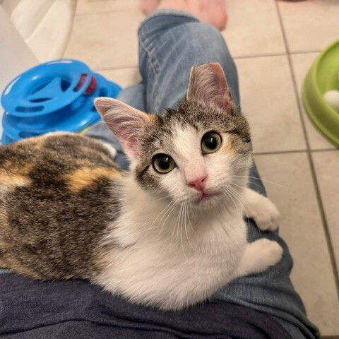 picture of the cat needing adoption