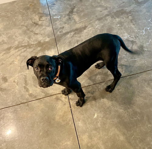 picture of the dog needing adoption