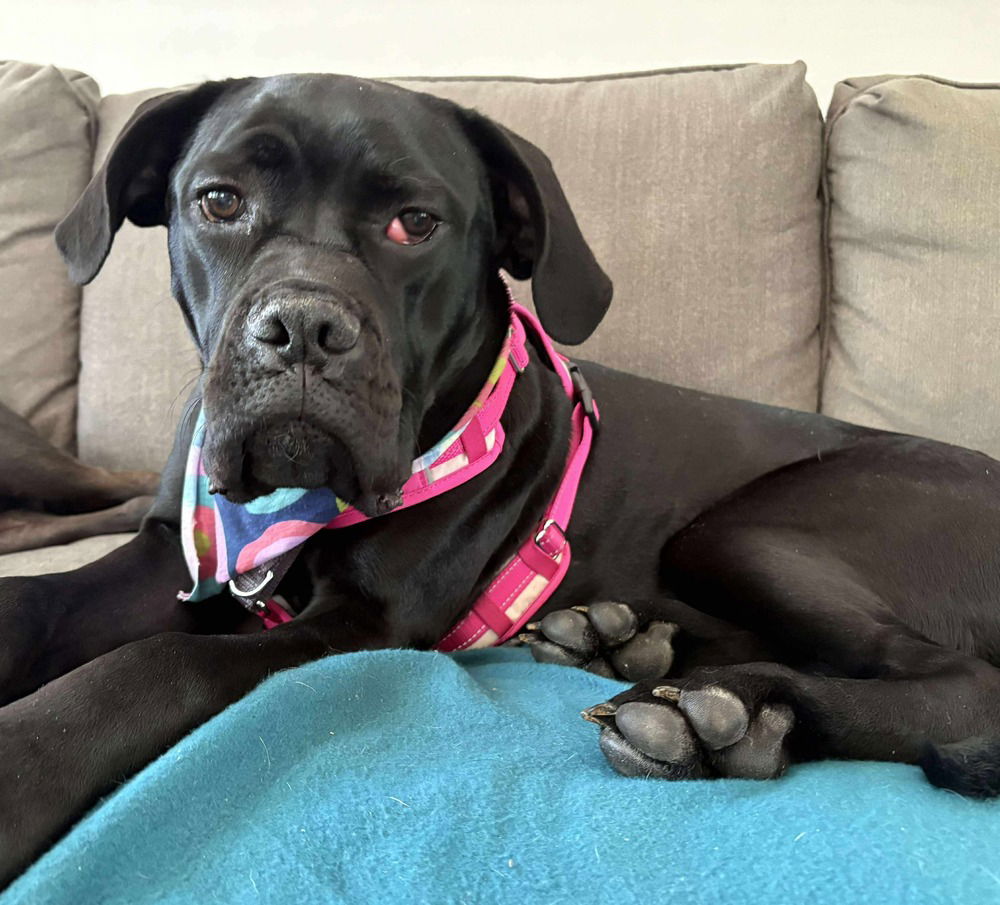 adoptable Dog in Candler, NC named Layla