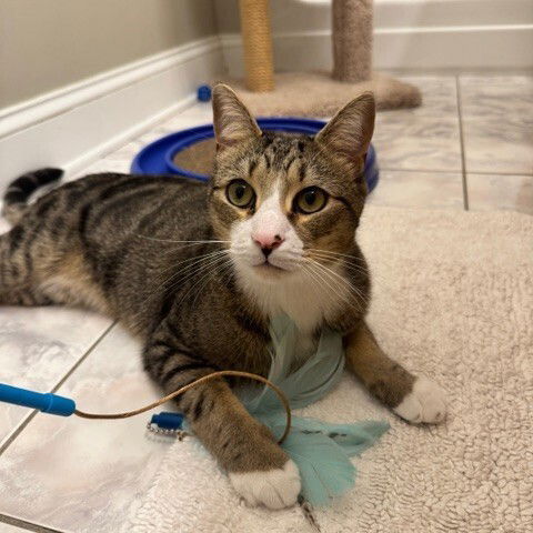 picture of the cat needing adoption