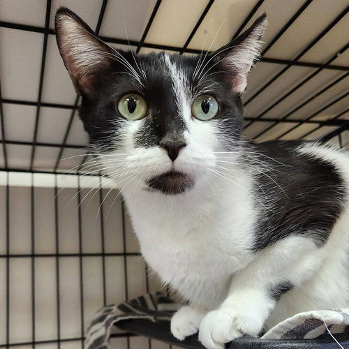 picture of the cat needing adoption
