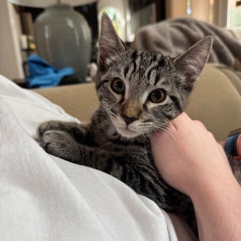 picture of the cat needing adoption