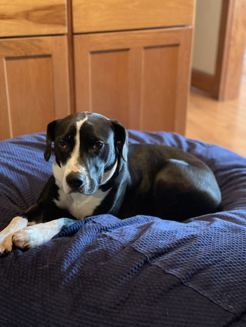 picture of the dog needing adoption
