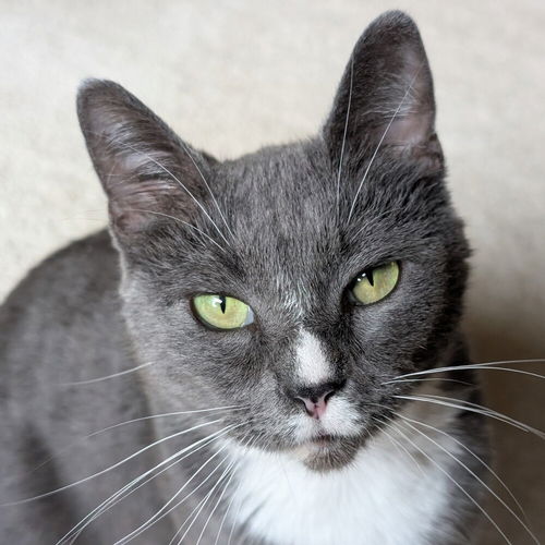 picture of the cat needing adoption