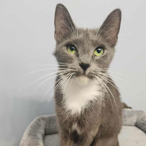 picture of the cat needing adoption
