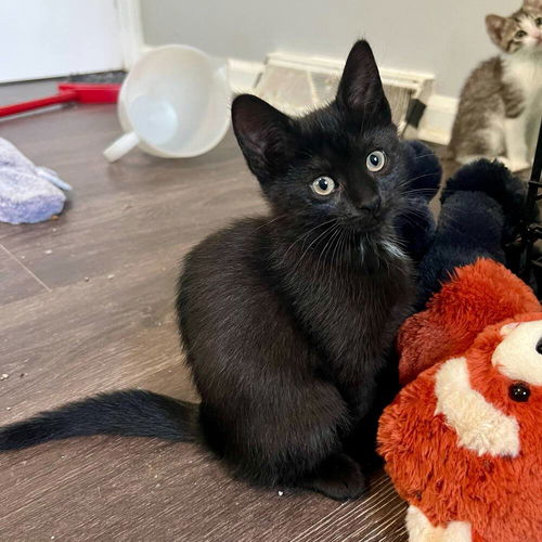 picture of the cat needing adoption