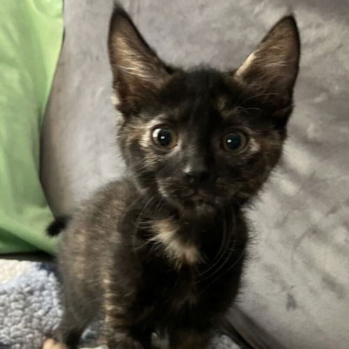 picture of the cat needing adoption