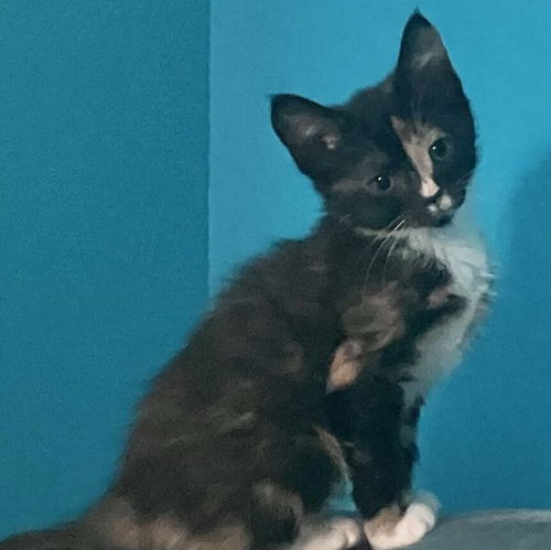 picture of the cat needing adoption