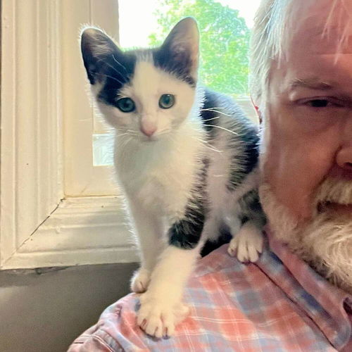 picture of the cat needing adoption