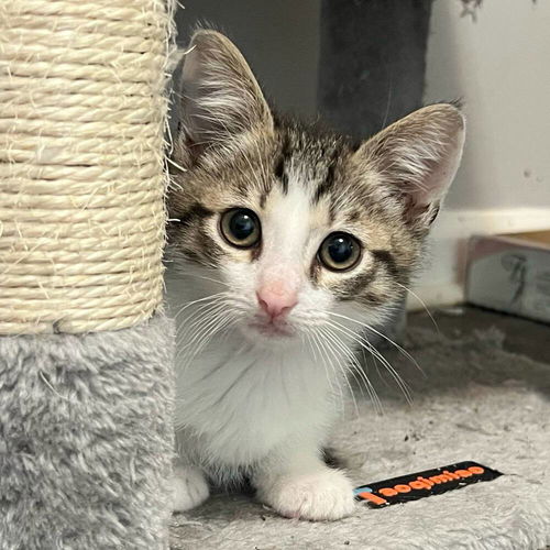 picture of the cat needing adoption