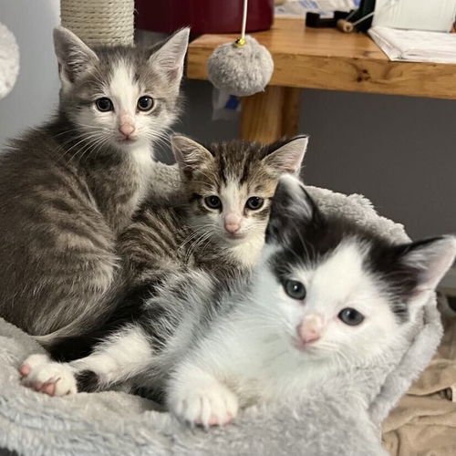 picture of the cat needing adoption