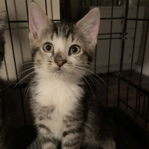 picture of the cat needing adoption
