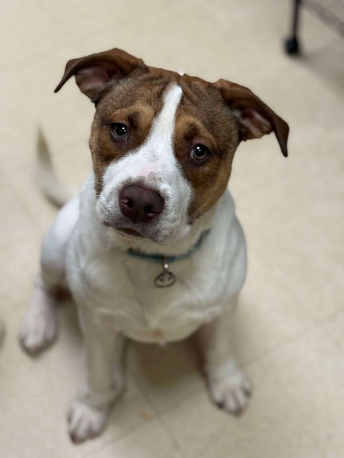 picture of the dog needing adoption