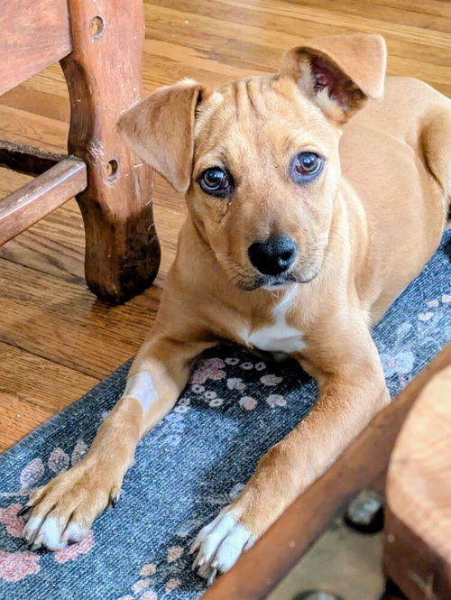 picture of the dog needing adoption