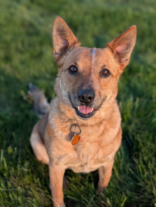 picture of the dog needing adoption