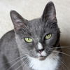 adoptable Cat in candler, NC named Seraphine